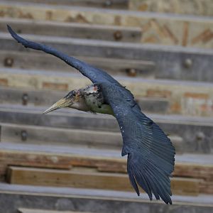 new photos from the Bioparc bird show
