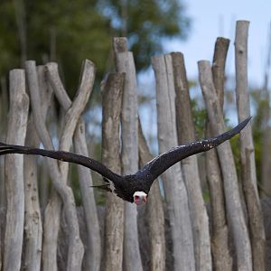 new photos from the Bioparc bird show