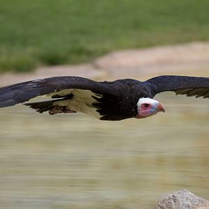 new photos from the Bioparc bird show