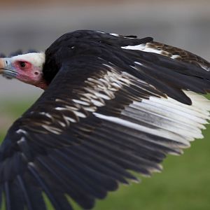new photos from the Bioparc bird show