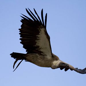 new photos from the Bioparc bird show
