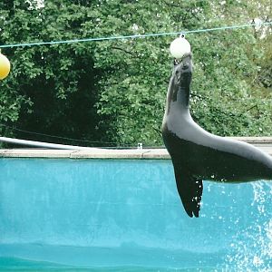 Californian Sealion 20th May 2013