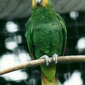 Orange-winged Amazon 20th May 2013