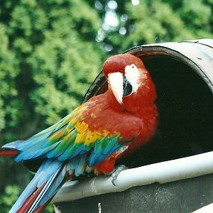 Green-winged x Scarlet Macaw 20th May 2013