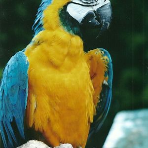 Blue and Yellow Macaw 20th May 2013