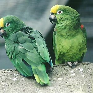 Yellow-crowned Amazons 20th May 2013