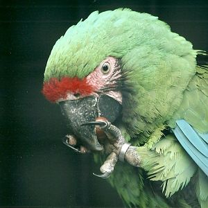 Military Macaw 20th May 2013