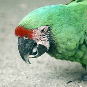 Military Macaw 20th May 2013