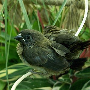 Bengalese finch fledgelings