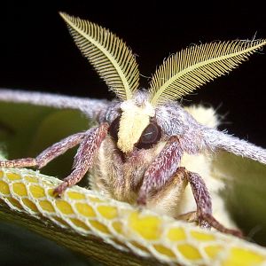 Argema mimosae, male