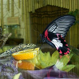 Butterflies feeding place