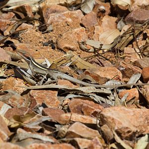 Long-nosed Dragon -wild lizard