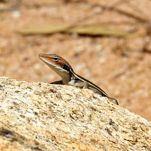 Long-nosed Dragon - wild lizard