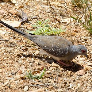 Diamond Dove - wild bird