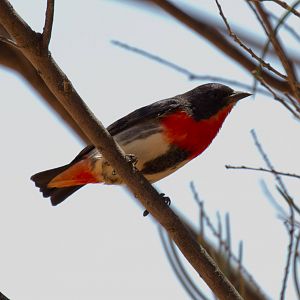 Mistletoebird male - wild bird