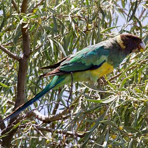 Port Lincoln Ringneck Parrot - wild bird