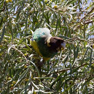 Port Lincoln Ringneck Parrot - wild bird