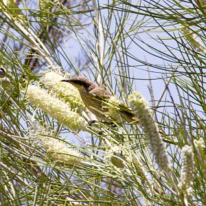 Singing Honeyeater - wild bird