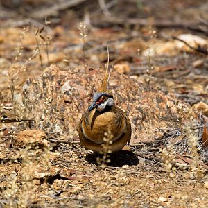 Spinifex Pigeon - wild bird