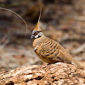 Spinifex Pigeon - wild bird