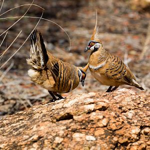 Spinifex Pigeon - wild birds