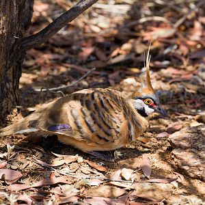 Spinifex Pigeon - wild bird