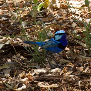 Splendid Wren - wild bird