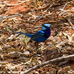 Splendid Wren - wild bird