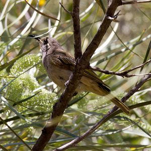 Brown Honeyeater - wild bird