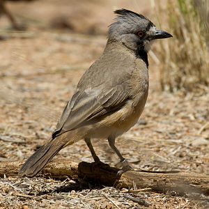 Crested Bellbird