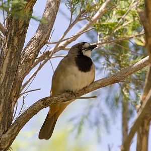 Crested Bellbird