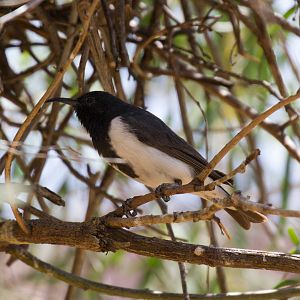 Black Honeyeater