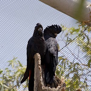 Red-tailed Black Cockatoos