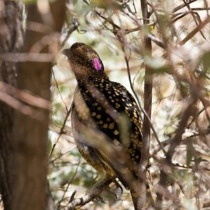 Western Bowerbird