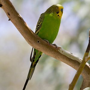 Budgie