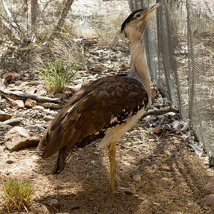 Australian Bustard