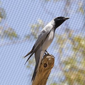 Black-faced Cuckoo-shrike