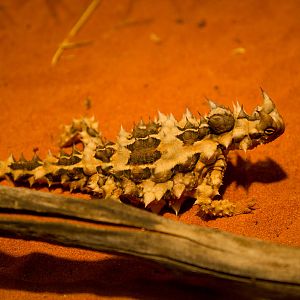 Thorny Devil