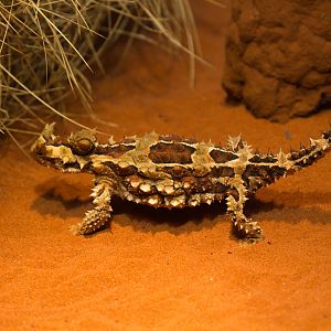 Thorny Devil