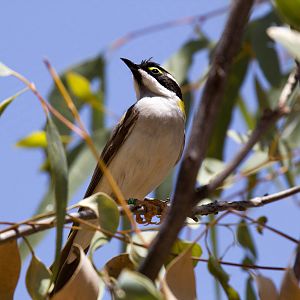 Black-chinned Honeyeater