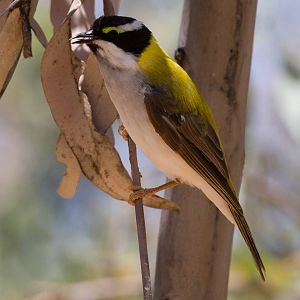 Black-chinned Honeyeater