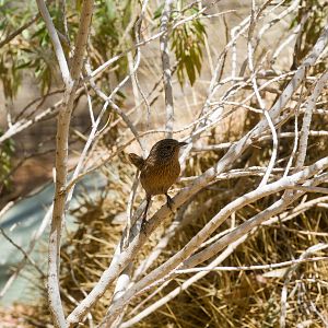 Dusky Grasswren