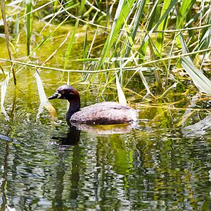 Australian Grebe