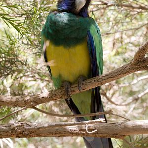 Port Lincoln Ringneck Parrot
