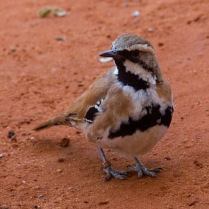 Cinnamon Quail-thrush