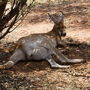 Red Kangaroo