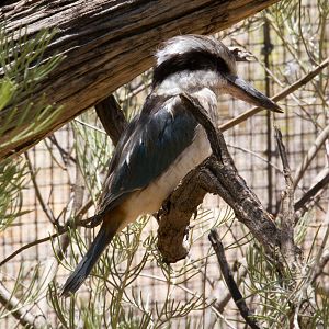 Redbacked Kingfisher