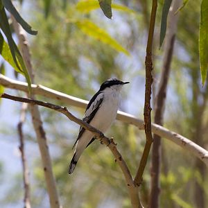 White-winged Triller