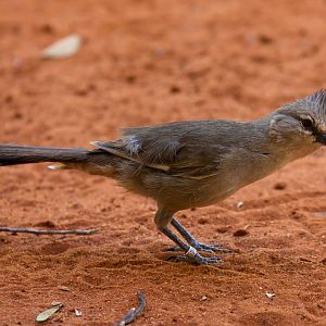 Chiming Wedgebill