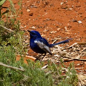 White-winged Wren